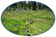 フラワーエッセンス＆クリスタル講座