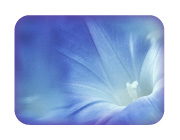 コミュニケーション