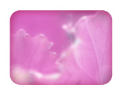 ラブ＆ビューティー